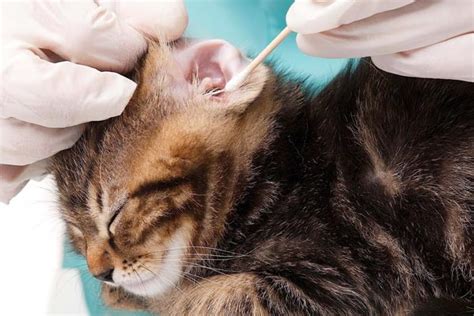 How To Clean Your Cats Ears The Ultimate Guide Traveling With Your Cat