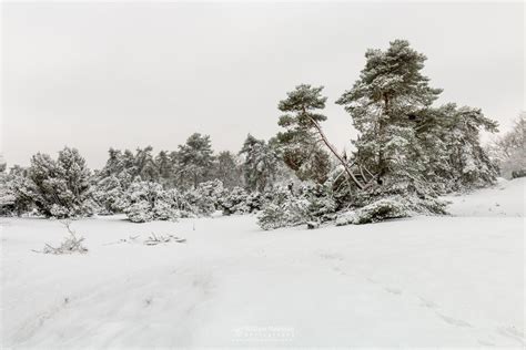Photo Footsteps In The Snow In Nature Reserve Boshuizerbergen By