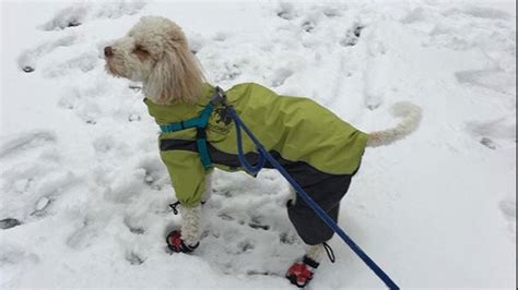 Dog Snowsuits Are The Adorable New Way To Keep Your Furry Best Friend