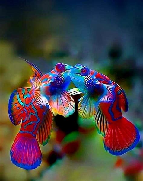 Pin By Melba Gotay On Under The Sea Beautiful Sea Creatures Mandarin