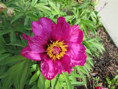 My Garden June 2015 Paeonia ‘morning Lilac Itoh Hybrid Peony Usda