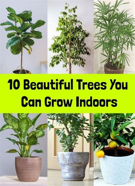 10 Beautiful Trees You Can Grow Indoors Tall Indoor Plants Inside
