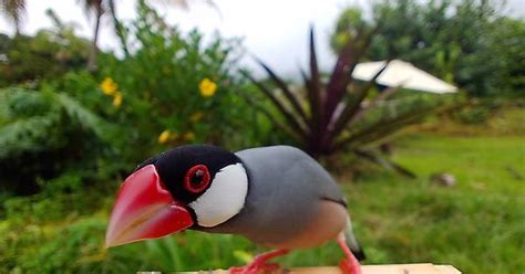 Exotic Java Sparrow Hawaii Album On Imgur