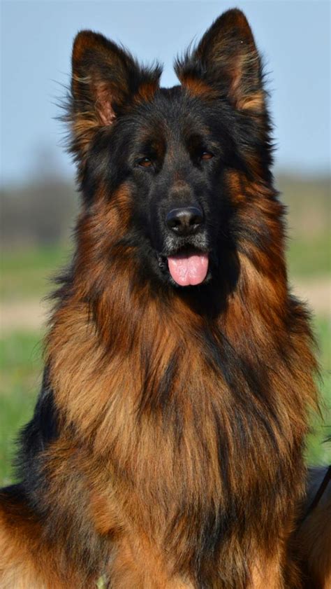 Long Haired Red And Black German Shepherd Red And Black Long Coat