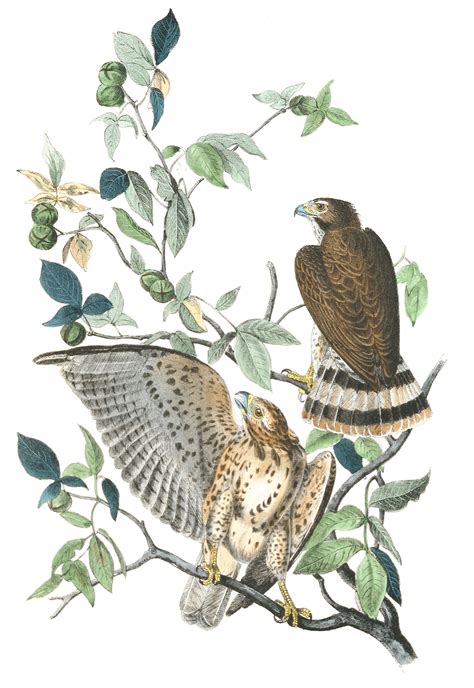 Broad Winged Hawk Free Vintage Illustrations