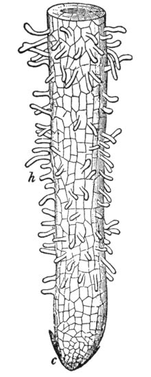 Picture of a root hair cell in the soil ^. Examples of Specialised Cells