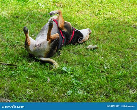 Dog Rolling On Grass In Park Stock Image Image Of Playful Friendly