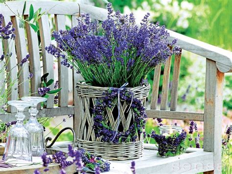 Lavender Cottage Lavender Blue Lavender Fields Boquette Flowers Diy
