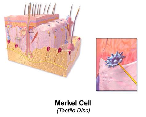 Cells Of The Epidermis 3 Layers Of The Skin Skin Cell Functions
