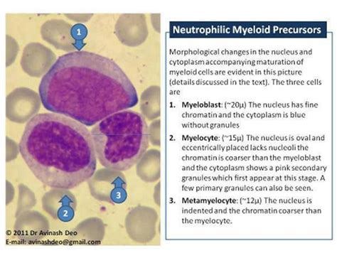 Neutrophilic Myeloid Precursors Hematolog A Histolog A Medicina Humana