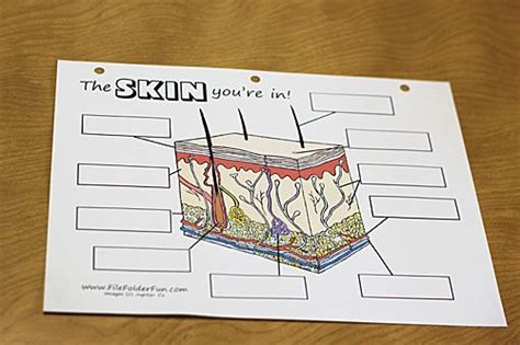 Angélica dass's photography challenges how we think about skin color and ethnic identity. Human Body: The Skin | Integumentary system, Human body ...