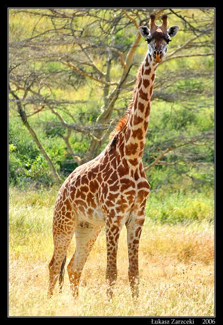 Świat Zwierząt Żyrafa Afrykańska