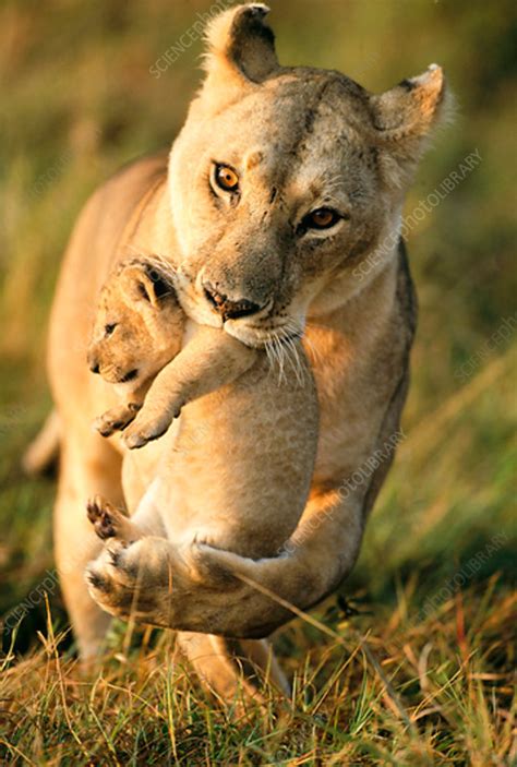 Lioness Carrying Her Cub Masai Mara Game Reserve Kenya Stock Image