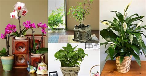 Which Plant Is Best For Home As Per Vastu Plants Vastu Vaastu Indoor