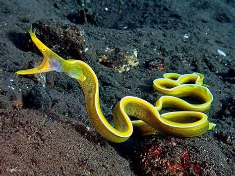 Repost Katherineluphotography ・・・ The Ribbon Eel Is A Species Of Moray