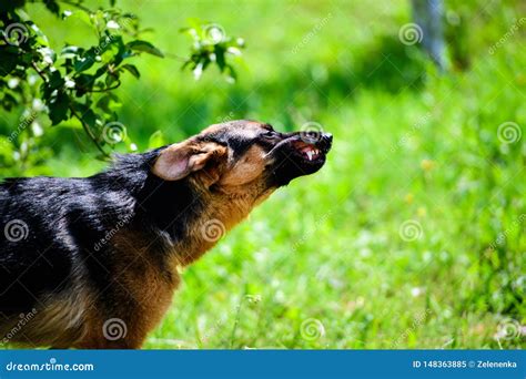 Angry Dog Attacks The Dog Looks Aggressive And Dangerous Stock Image