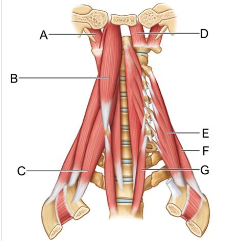 Neck Muscles Anterior View Diagram Quizlet