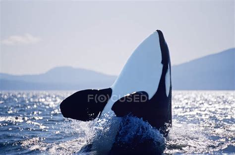 Killer Whale Hopping In Water Of British Columbia Canada