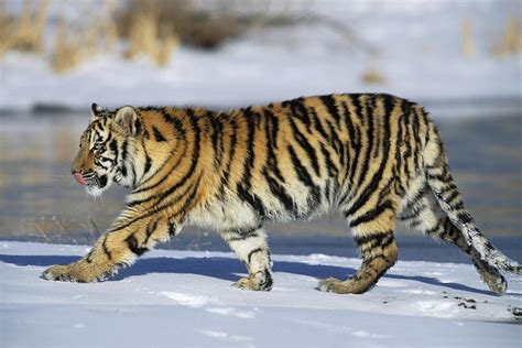 Siberian Tiger Cub Walking In Snow Photograph By Konrad Wothe Pixels