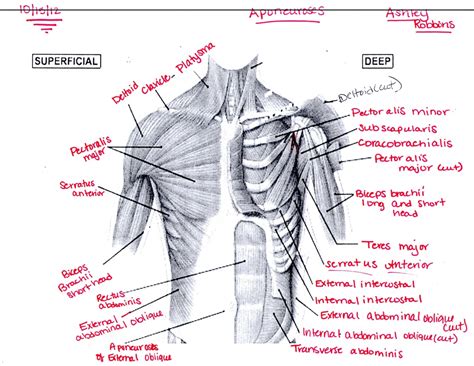 Anatomy chart courtesy of fcit. Chest Muscles - Ashley's Anatomy Website