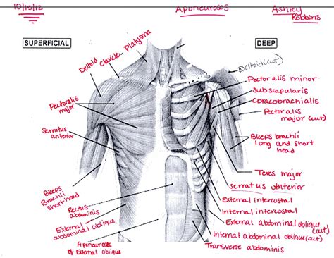 Chest muscles briefly crossword, chest muscles exrx, chest muscles not growing, chest muscles muscle anatomy gluteus 12 photos of the muscle anatomy gluteus gluteus muscle anatomy ct. Chest Muscles - Ashley's Anatomy Website