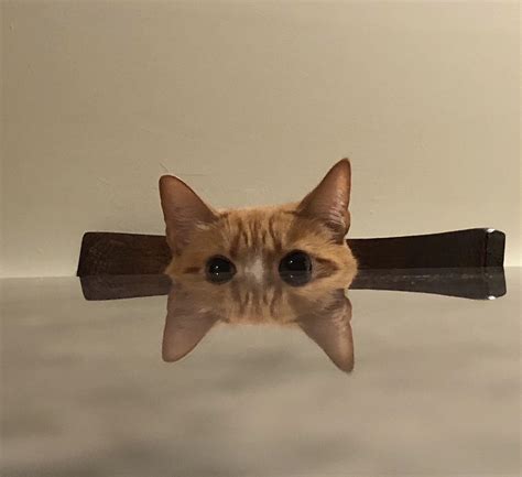 Photoshop Battles Psbattle Cat At Table