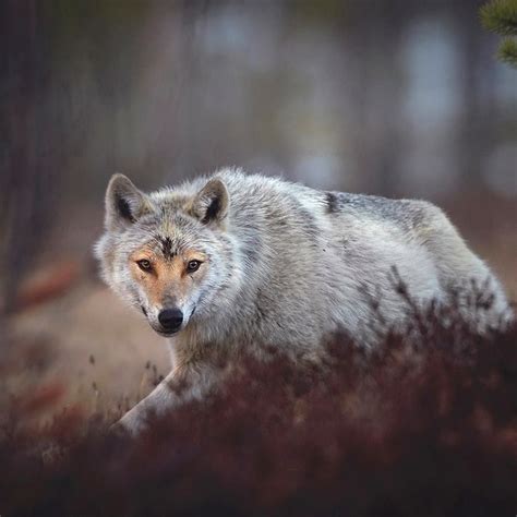 Grey Wolf Canis Lupus Walking In Wetlands Finland Niko Pekonen On