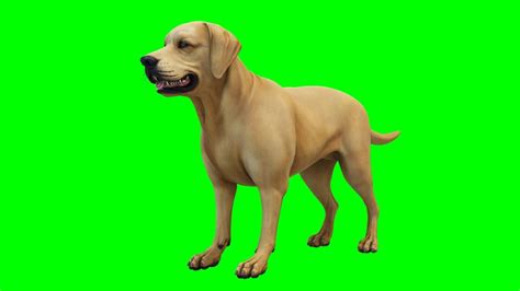 Copyright Free 3d Animated Dog Green Screen Effect Chroma Key