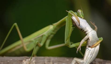 What Do Praying Mantis Eat Pet