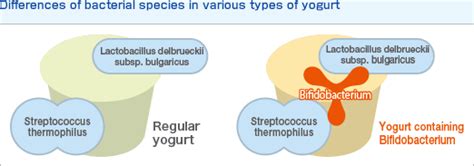 Bifidobacteriua Vs Lactobacillus Bifidobacteria Institute Bb536jp