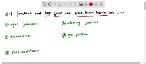 Solved Junctions That Help Form The Blood Brain Barrier Are A Tight