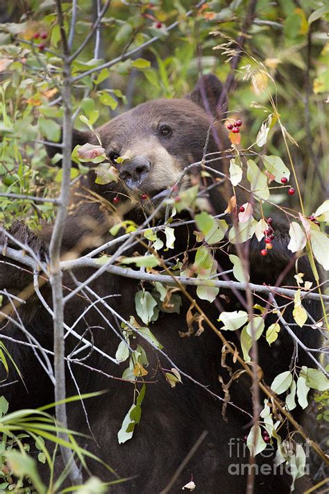 Black Bear Eating Berries Photograph By Mike Cavaroc
