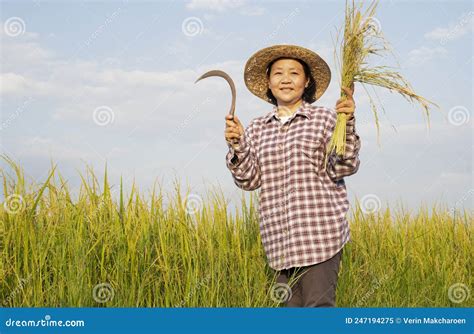 Asian Female In Checkered Shirt And Wear Hat Holding Rice Being Cut And Sickle Smile Happily In