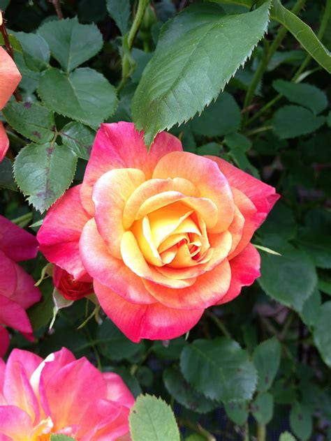 mamaw s beautiful rose bush rose garden home and garden rose bush beautiful roses fauna two