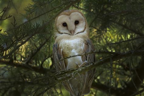 Animals Forest Owl Birds Wallpapers Hd Desktop And Mobile Backgrounds