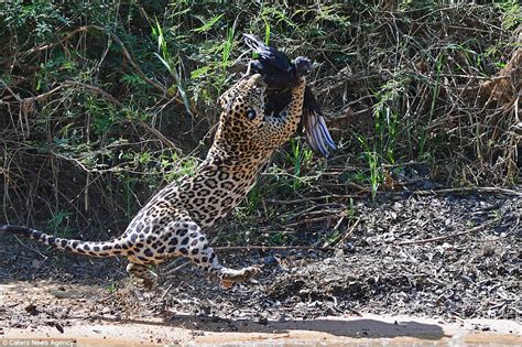 Jaguar Snatches Vulture Out Of Mid Air As It Tries To Flee In Brazil