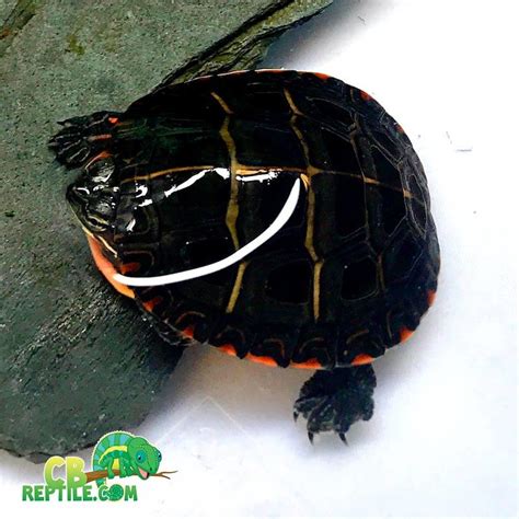 These friendly lizards are a great introduction to the world of reptiles and a welcome addition to your family. Eastern painted turtles for sale online baby painted ...
