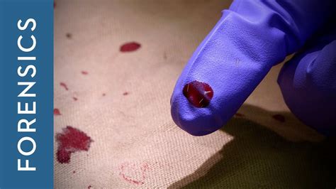 How Do Forensic Scientists Test Blood Trust The Answer