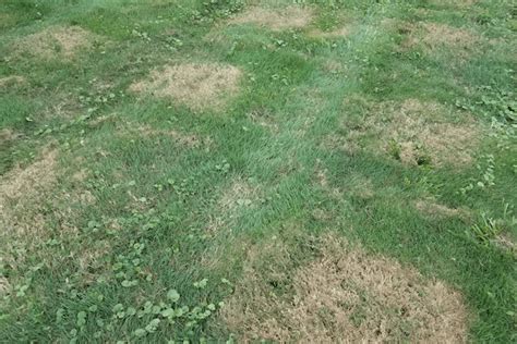 What Is Causing These Brown Patches In My Yard Greenpal