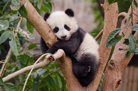 Baby Panda In Tree Panda Bear Baby Panda Bears Cute Wild Animals