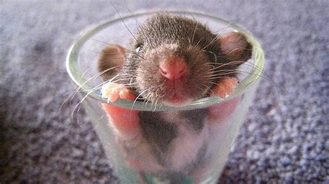 20 Cute Mouse Những Hình ảnh đáng Yêu Của Loài Chuột