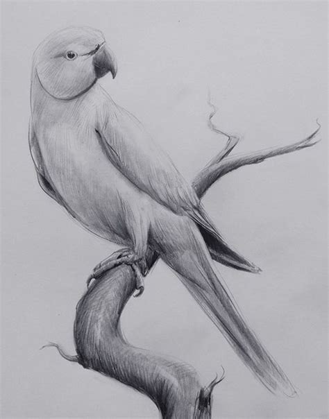 How To Draw A Indian Ringneck Parrot Bird Step By Step Pencil Sketch