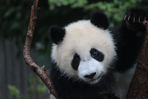 Chengdu Research Base Of Giant Panda Breeding China
