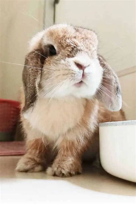 Holland Lop Rabbit Appearance Lifespan Temperament Care Sheet