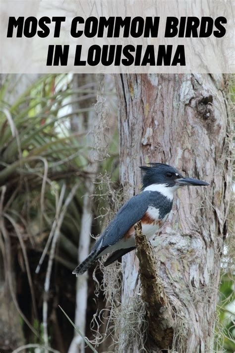 16 Common Birds In Louisiana With Pictures