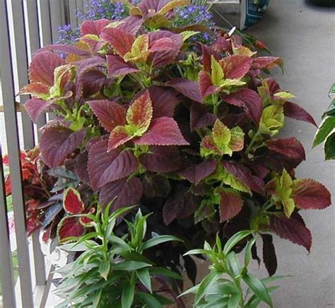 Coleus Sun Coleus Painted Nettle Our Plants Kaw Valley Greenhouses