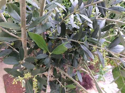 Olive Tree — Bbc Gardeners World Magazine