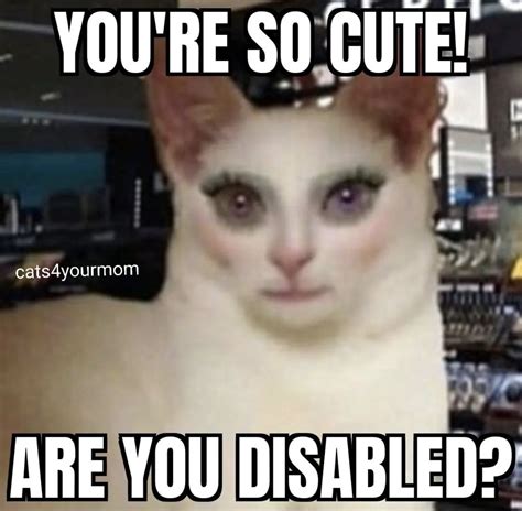 Cat Meme In 2023 Memes Cat Memes Cute