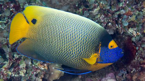 Angelfish Pomacanthidae Underwater Asia