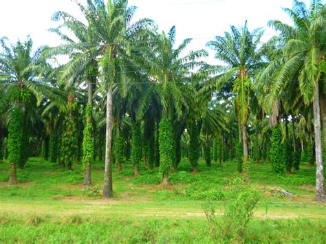 African Palm Trees Along The Road Leading To Tela Honduras These Are